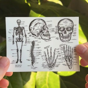 May include: A black and white anatomical illustration of a human skeleton, including the skull, spine, and hands. The illustration includes labels for the different bones.