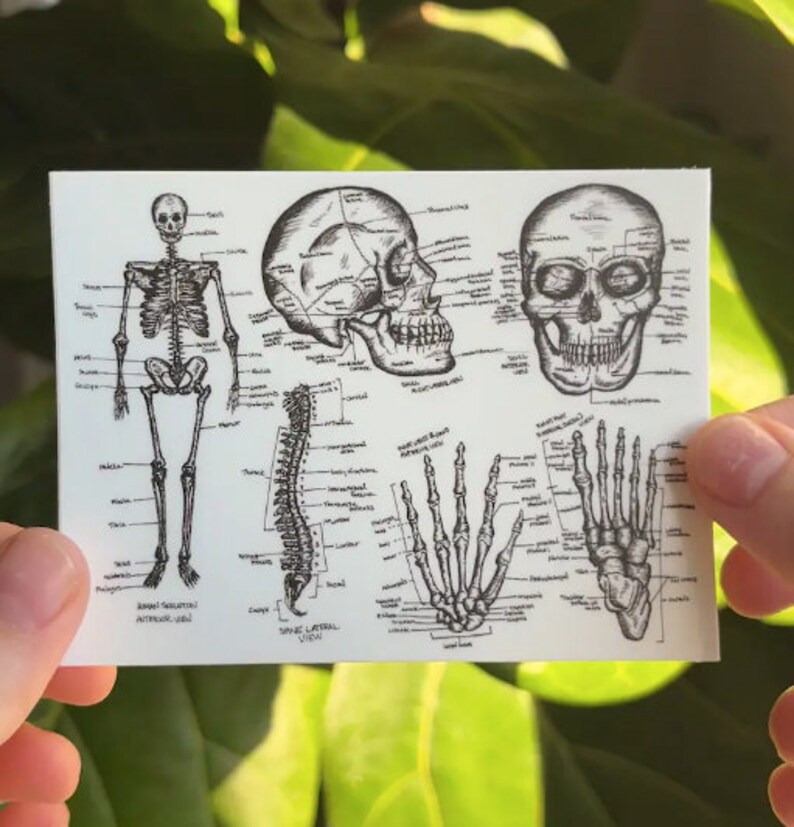 May include: A black and white anatomical illustration of a human skeleton, including the skull, spine, and hands. The illustration includes labels for the different bones.