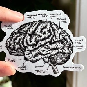 Anatomical Brain Art Sticker | Anatomy Laptop sticker | brain anatomy sticker | waterproof medical sticker | doctor gift for nurse gift