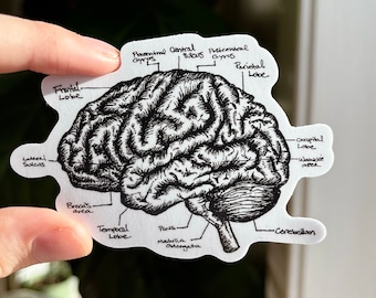Op de afbeelding: Een witte sticker met een gedetailleerde zwart-wit illustratie van een menselijk brein. Gelabelde secties zijn de frontale kwab, de temporale kwab en de kleine hersenen. De sticker wordt door een hand vastgehouden.