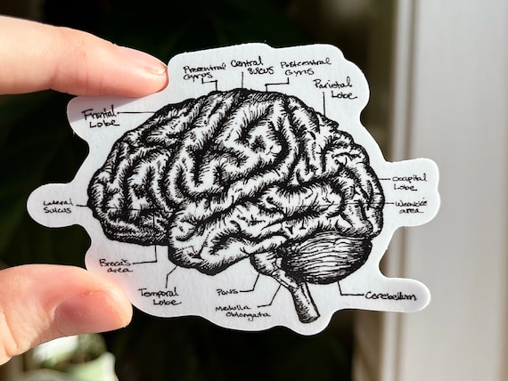 Anatomical Brain Art Sticker | Anatomy Laptop sticker | brain anatomy sticker | waterproof medical sticker | doctor gift for nurse gift