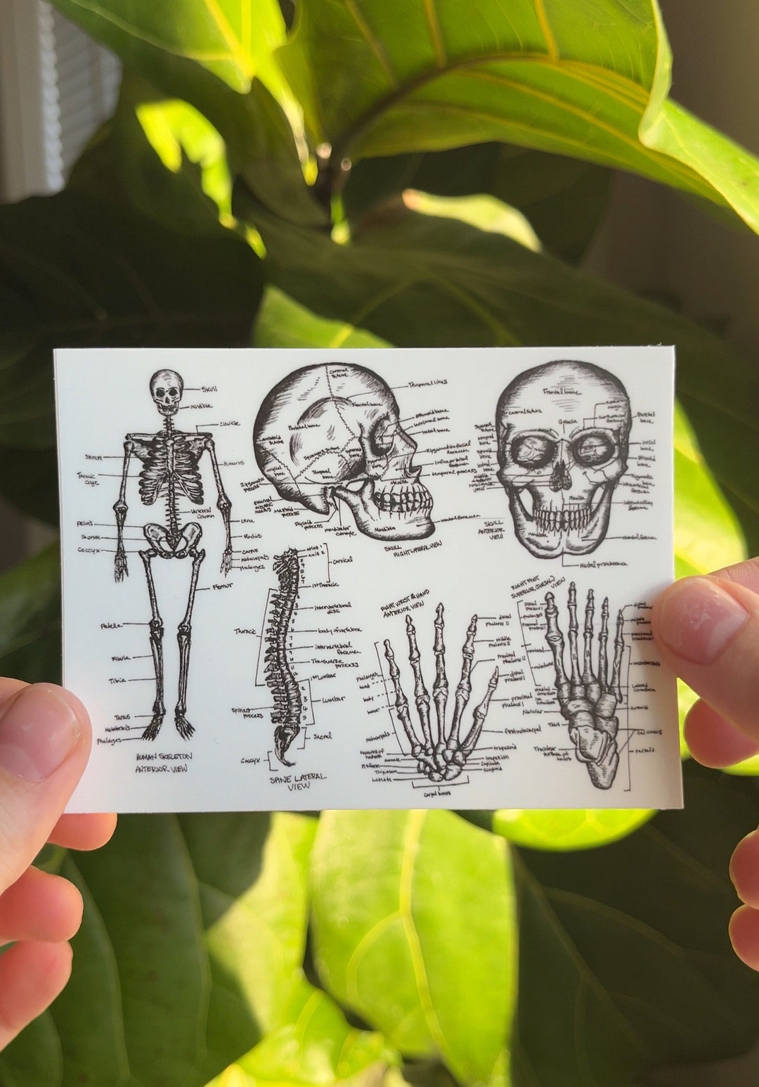 Anatomy Sticker | Skeleton Diagram | Nursing Student Sticker | Med ...
