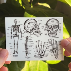 May include: A black and white anatomical illustration of the human skeleton, including the skull, spine, hand, and foot. The bones are labeled with their anatomical names.