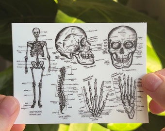 Anatomy Sticker | Skeleton Diagram | Nursing Student Sticker | Med Student Sticker | Orthopedics | Medical laptop stickers | Doctor sticker