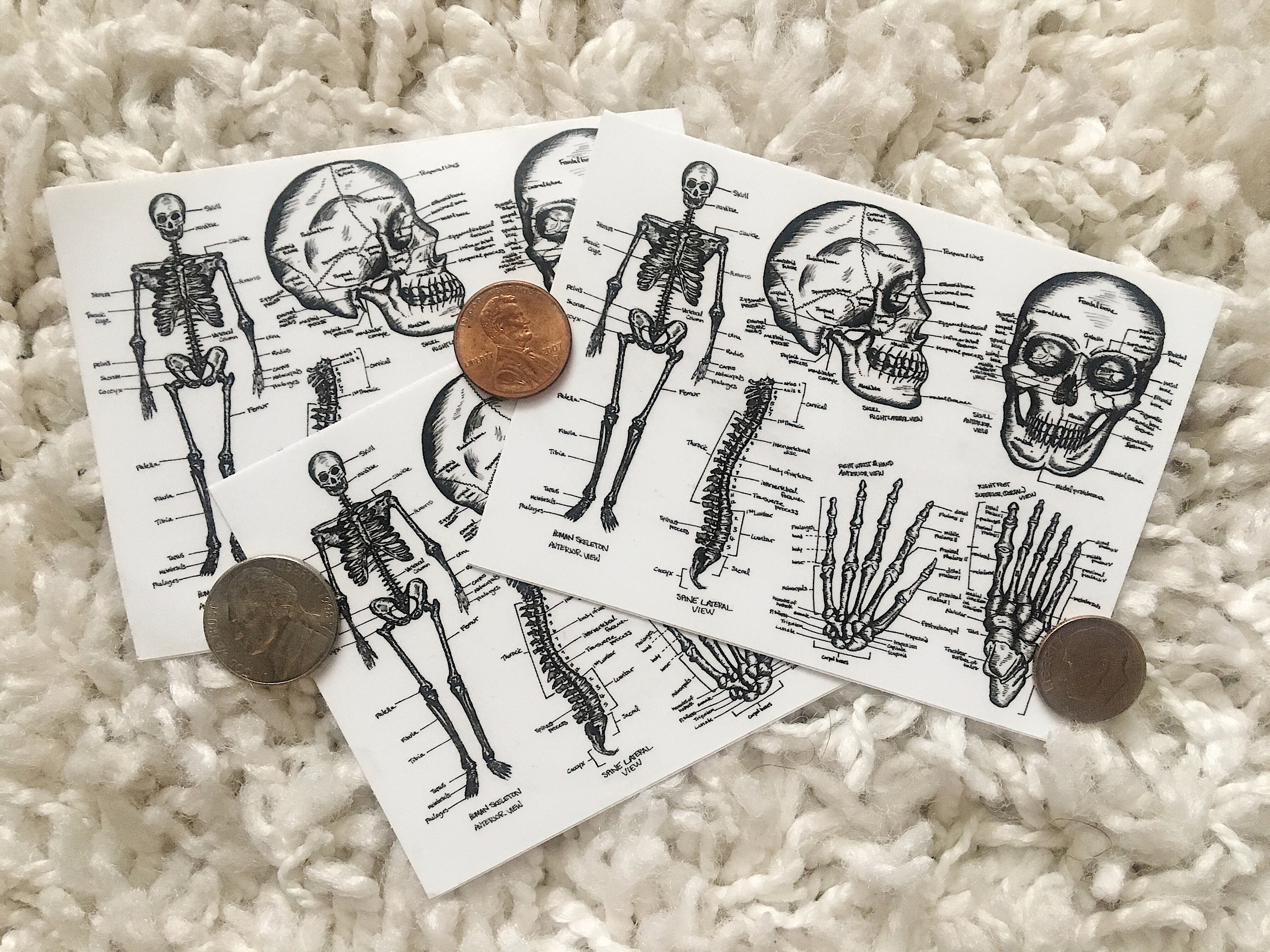 Skeletal System Sticker Anatomy Sticker | Skeleton Diagram | Nursing Student Sticker | Med ...
