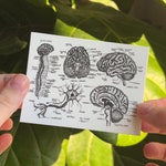 Brain Stickers