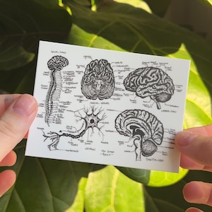 Laptop Sticker Anatomy Neuro Brain Diagram Vinyl, Nursing Student, doctor gift, nurse gift, medical, psychology, nursing school, study