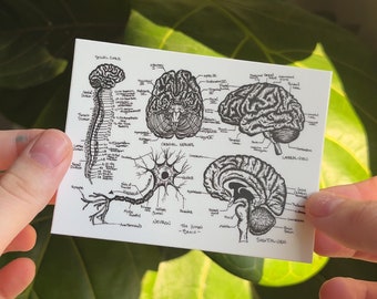 Laptop Sticker Anatomy Neuro Brain Diagram Vinyl, Nursing Student, doctor gift, nurse gift, medical, psychology, nursing school, study