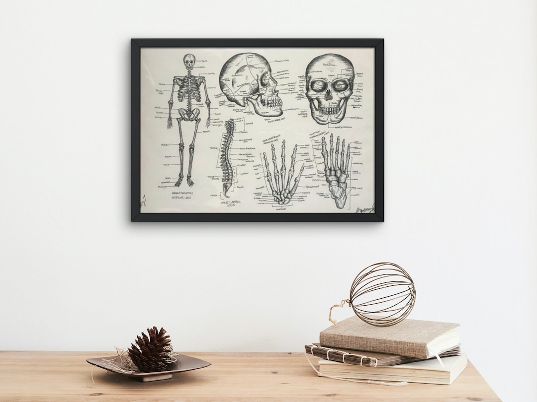 Skeleton Anatomy Wall Art Nursing Student Medical School - Etsy