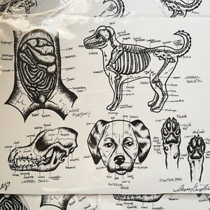 Canine Dog Anatomy Diagram Print Poster, Vet Tech, Veterinarian, wall art Internal, Biology Art, Veterinarian Office Gift, Veterinary Clinic