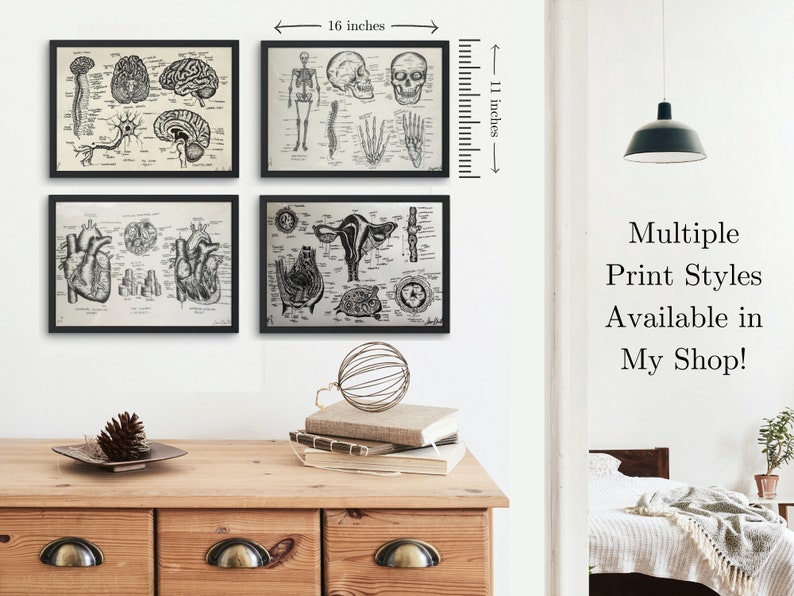 May include: Four black framed prints of vintage anatomical illustrations. The prints depict the human brain, skeleton, heart, and female reproductive system. The prints are arranged in a grid on a white wall. The prints are 11 inches tall and 16 inches wide.