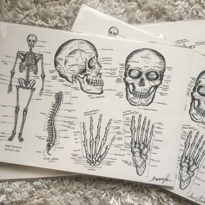 Skeleton Anatomy Wall Art | Nursing Student | Study Guide | Medical School | Graduation Gift for Doctor Gift for Nurse gift for preceptor