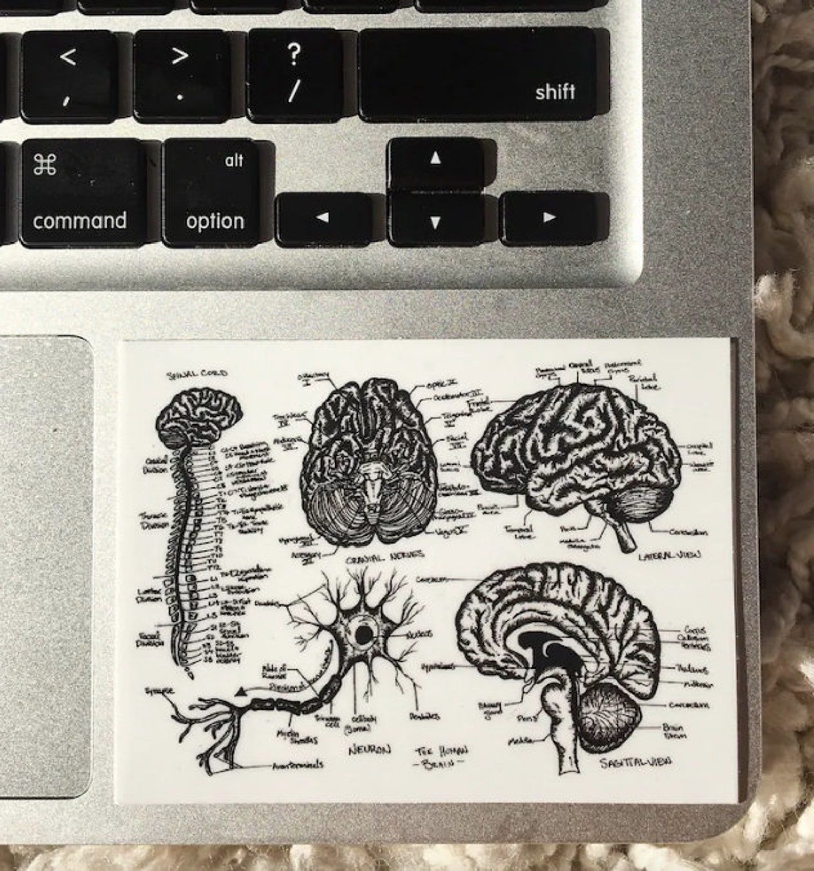 Anatomical Brain Art Sticker | Anatomy Laptop Sticker | Brain Anatomy ...