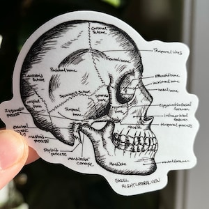 May include: A black and white line drawing of a human skull, labeled with the names of the bones. The skull is viewed from the right side, with the jawbone open. The text "SKULL RIGHT LATERAL VIEW" is printed below the skull.