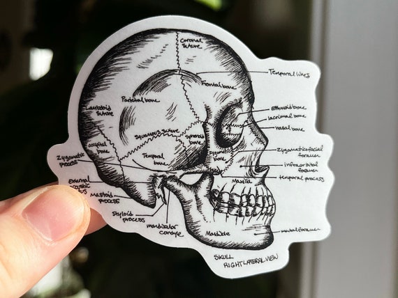 Anatomy Sticker | Skull Anatomy Laptop sticker | waterproof | medical sticker | doctor gift for nurse gift graduation | skeleton diagram