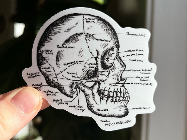 May include: A black and white line drawing of a human skull, labeled with the names of the bones. The skull is viewed from the right side, with the jawbone open. The text "SKULL RIGHT LATERAL VIEW" is printed below the skull.
