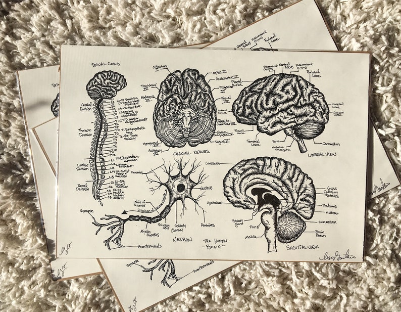 Hand-Drawn Neuro Brain Print Diagram Anatomy Series | Etsy