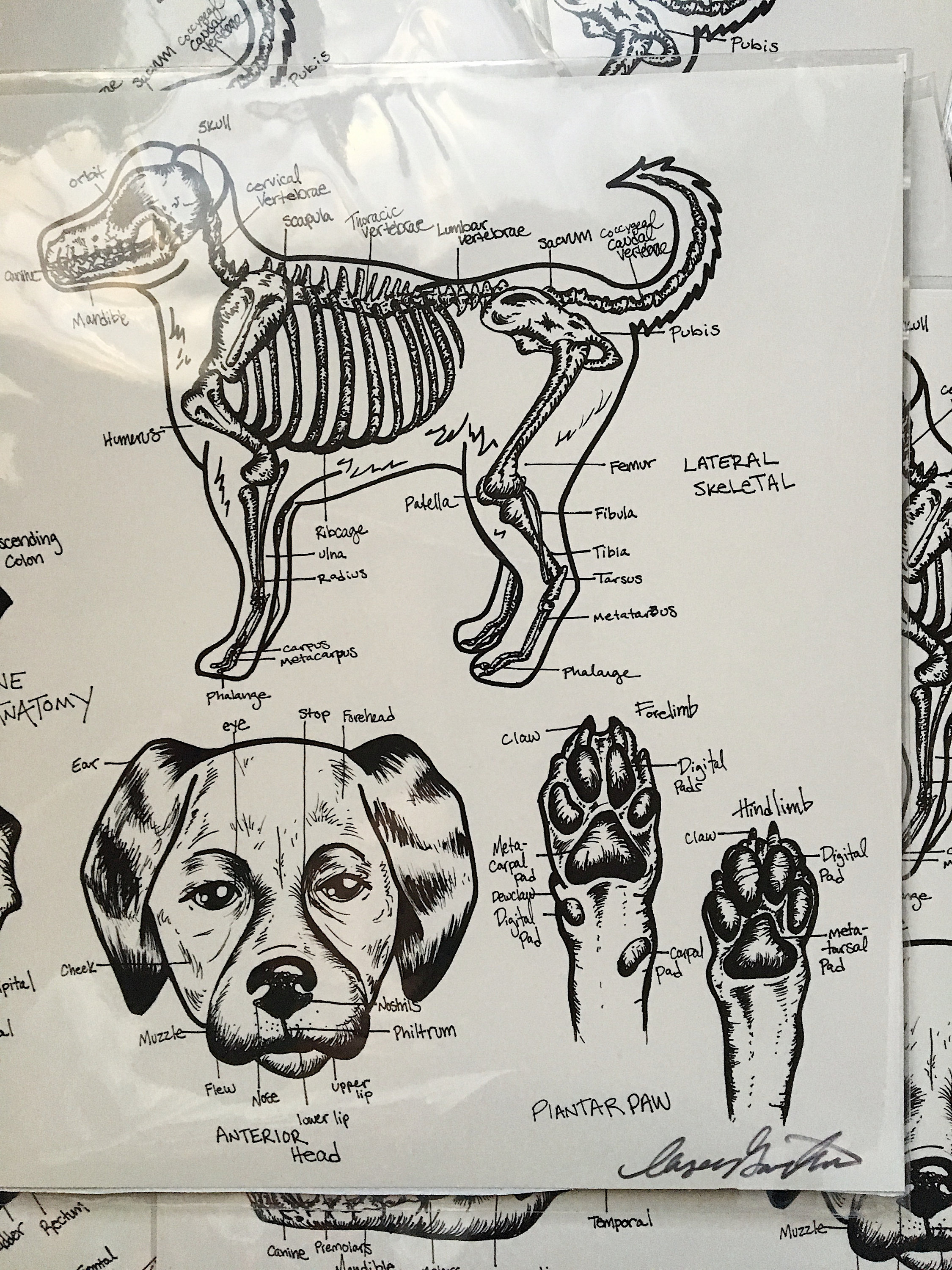 Canine Dog Anatomy Diagram Print Poster Vet Tech - Etsy