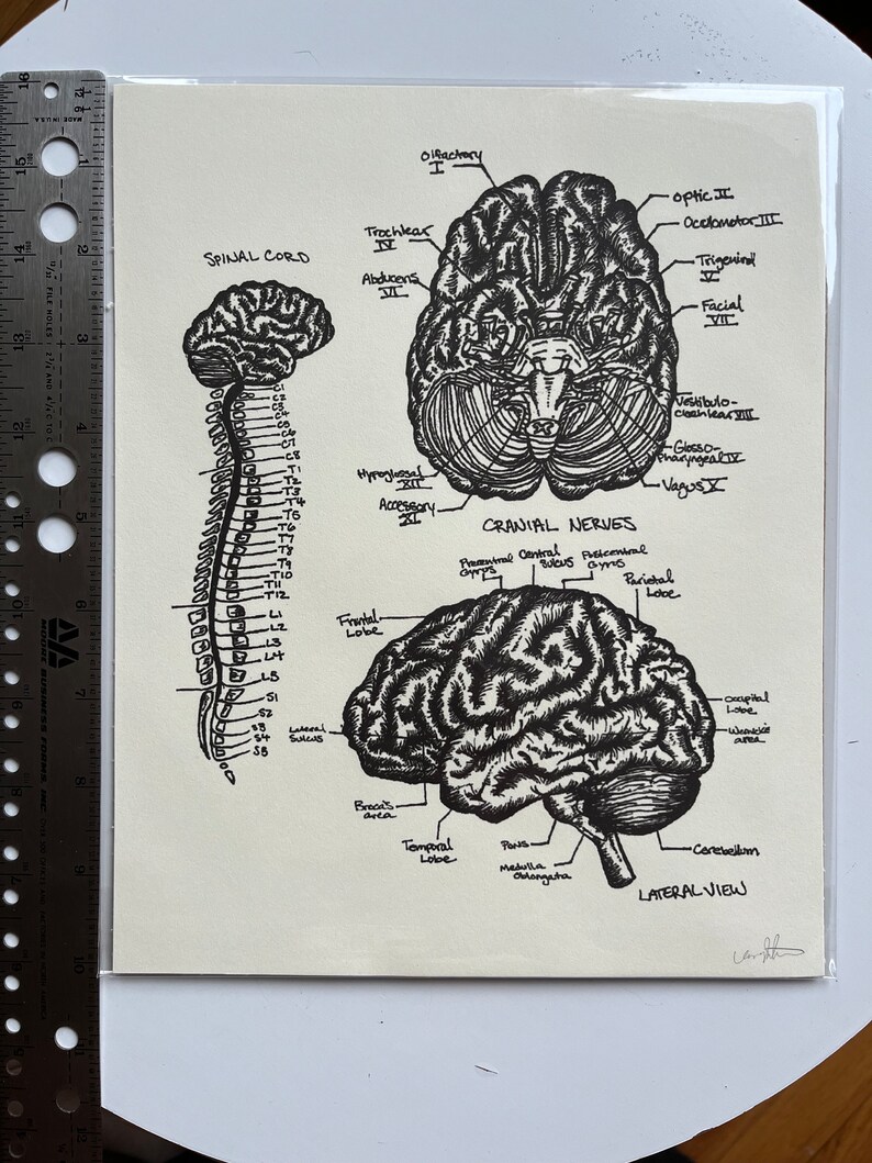 Brain Ruler Brain Anatomy Diagram, Neurology, Psychology Art, Brain Anatomy Study ...