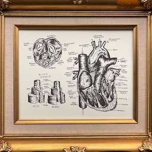 Anatomical Heart Wall Art Print, Cardiac Anatomy Diagram, vintage anatomy illustration, drawing, study guide, nursing student, cardiology