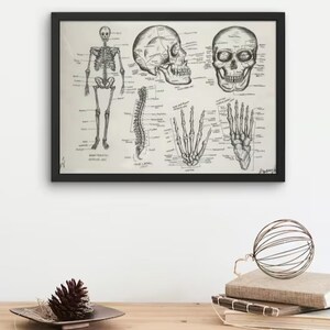 May include: Black and white anatomical illustration of a human skeleton, skull, and hands. The illustration is framed in a black frame and includes labeled bones.