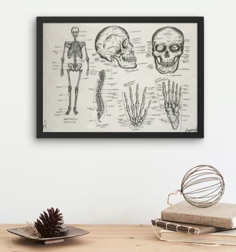 May include: Black and white anatomical illustration of a human skeleton, skull, and hands. The illustration is framed in a black frame and includes labeled bones.