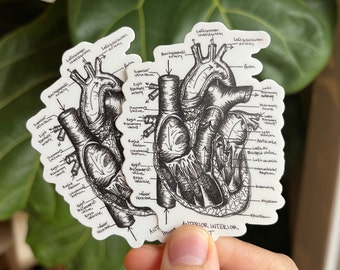 Anatomical Heart Sticker, Laptop sticker, cardiac anatomy sticker, nurse gift, waterproof sticker, medical sticker, doctor gift cardiologist