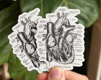 Anatomical Heart Sticker, Laptop sticker, cardiac anatomy sticker, nurse gift, waterproof sticker, medical sticker, doctor gift cardiologist