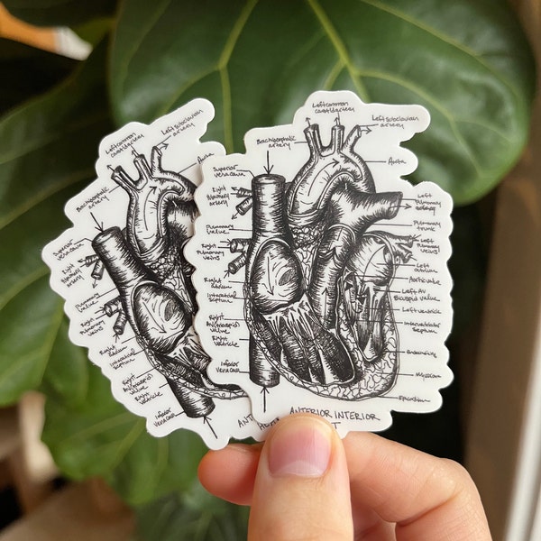 Anatomical Heart Sticker, Laptop sticker, cardiac anatomy sticker, nurse gift, waterproof sticker, medical sticker, doctor gift cardiologist