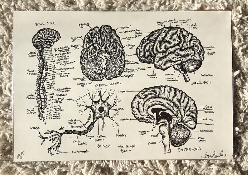 Handdrawn Neuro Brain Print Diagram Anatomy Series Etsy