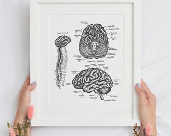 Brain Anatomy Diagram, Neurology, Psychology Art, Brain Anatomy Study Guide, Neuro Nurse Gift, Student Gift, Neurologist, Mental Health Art