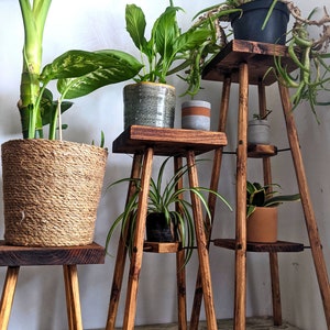 May include: A collection of wooden plant stands, each with a square platform and angled legs, displaying various potted plants. The stands are made of wood with a natural finish. Plants include a large one in a woven basket and others with green leaves.