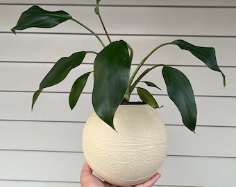 Basketball Planter Medium (FREE SHIPPING AUSTRALIA)  Gift Ideas Homemade Home Decor