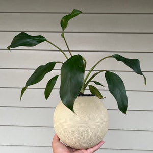 May include: A green leafy plant in a white ceramic pot shaped like a basketball.