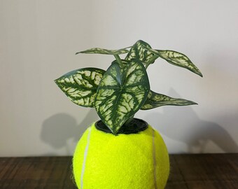 Tennis Ball Planter (FREE SHIPPING AUSTRALIA) Gift Ideas Homemade Home Decor