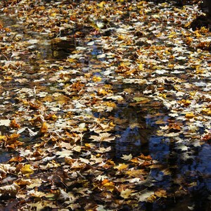 Fall Creek