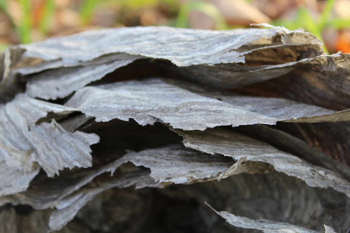 Paper Wasp Nest Etsy