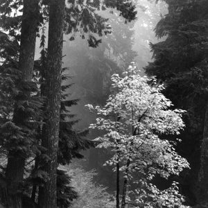 Autumn Fog Silver Gelatin Print