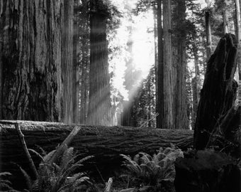 Sunlight in Stout Grove Silver Gelatin Print