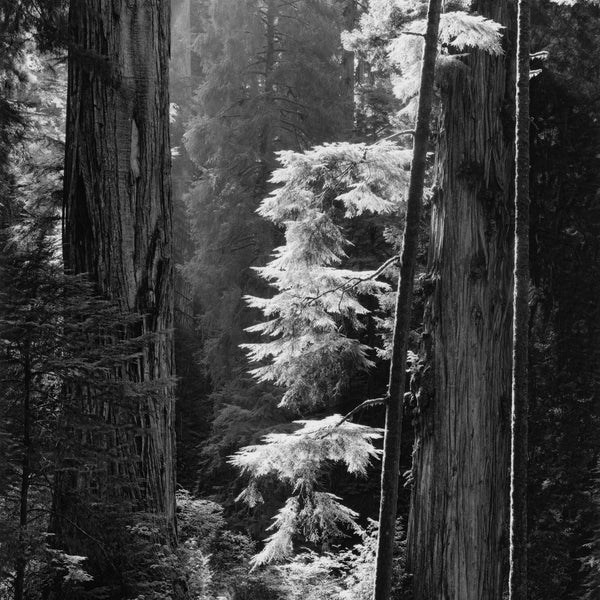 Illuminated Redwoods Silver Gelatin Print