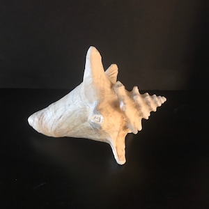 Conch Shell, Sea Shell, Vintage Conch, Beach Decor, Ocean Find, Vintage Sea Shell, 2000