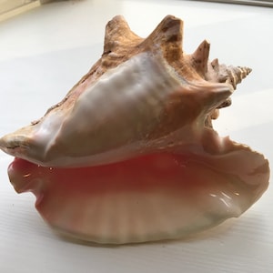 Conch Shell, Large Conch Shell, Ocean Treasure, Pink Conch Shell
