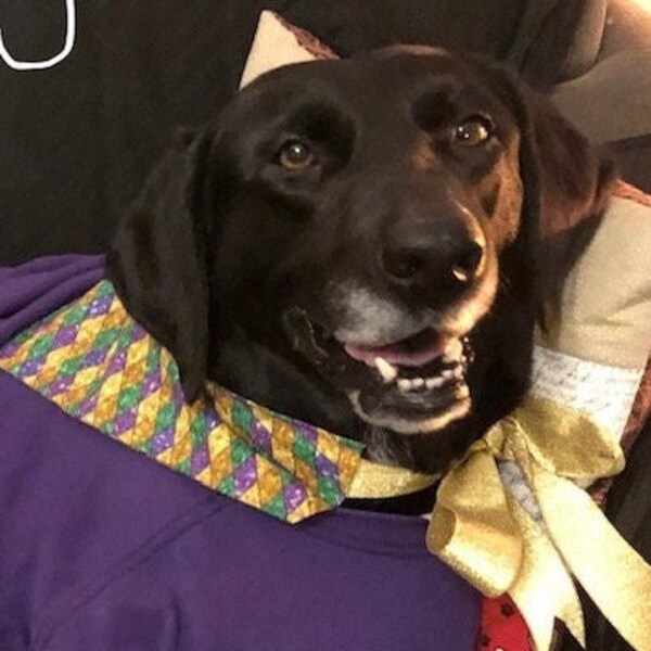 mardi gras dog bandana