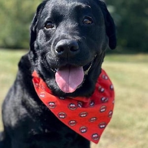 Animal Character Pet Bandana ~ FREE SHIPPING ~ Your Pet's Collar Slides Thru