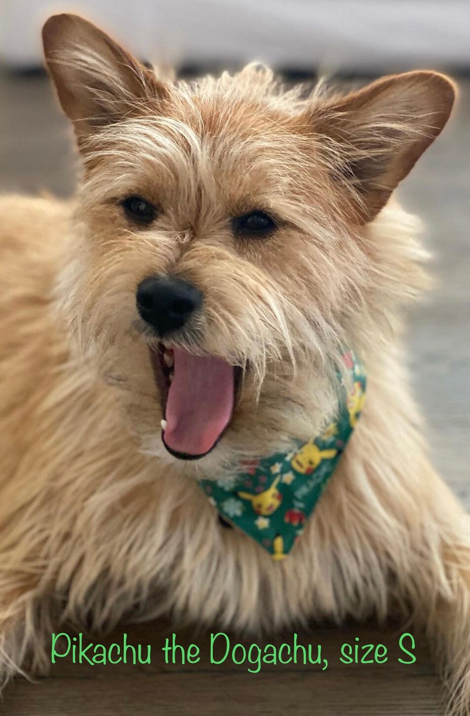 Frida kahlo dog collar cheap