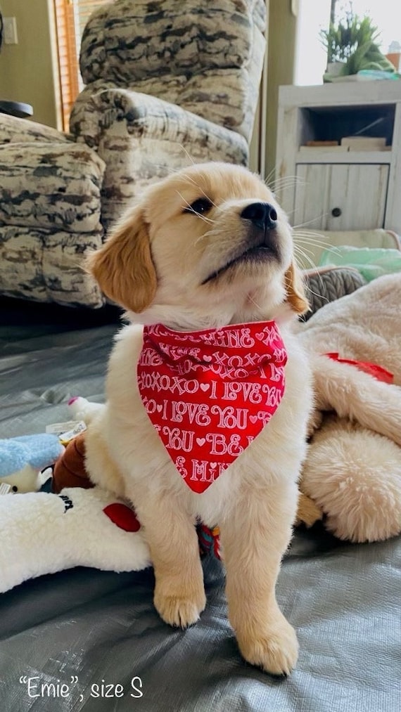 XOXO Pet Bandana, Free Shipping, Valentine Dog or Cat Gift, Collar Slips Thru, Assistedly Produced by Young Adults with Special Abilities =)