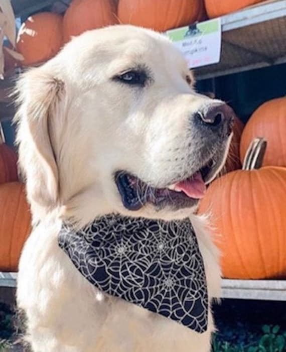 Spider Pet Bandana ~ FREE SHIPPING ~ Metallic Fabric ~ Fits Dog or Cat ~ Your Pet's Collar Slips Thru