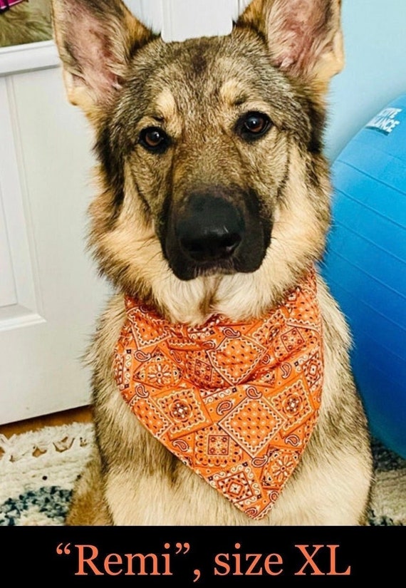 Vibrant Orange Pet Bandana ~ FREE SHIPPING ~ Your Pet's Collar Slips Thru ~ Proudly Made in Montana!