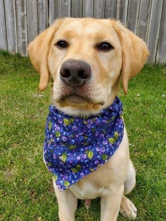 Montana Huckleberry Pet Bandana, Fits Dog Cat or Critter, Assistedly Made in Montana by Young Adults with Special Abilities, FREE SHIPPING!