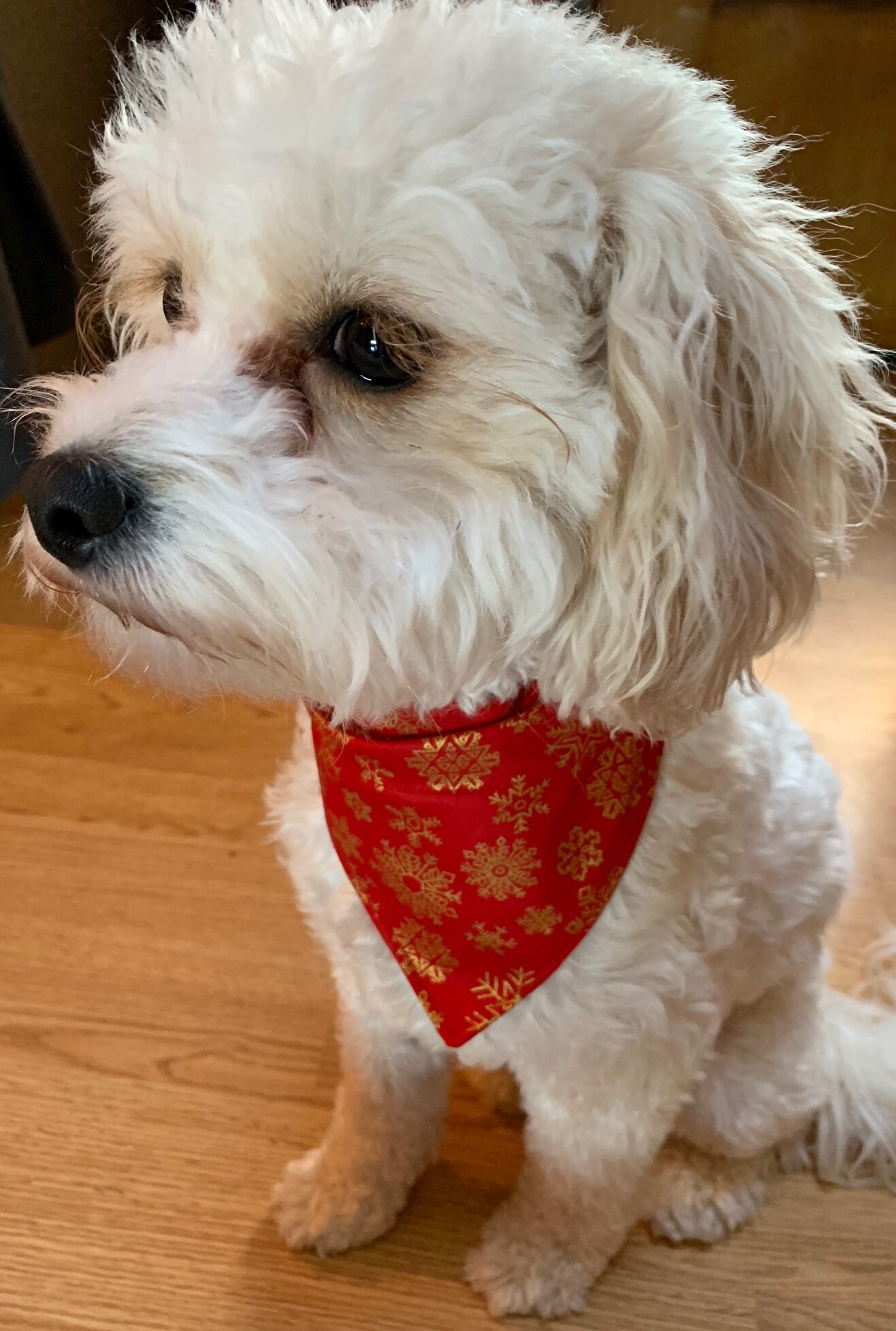 cat handkerchief collar